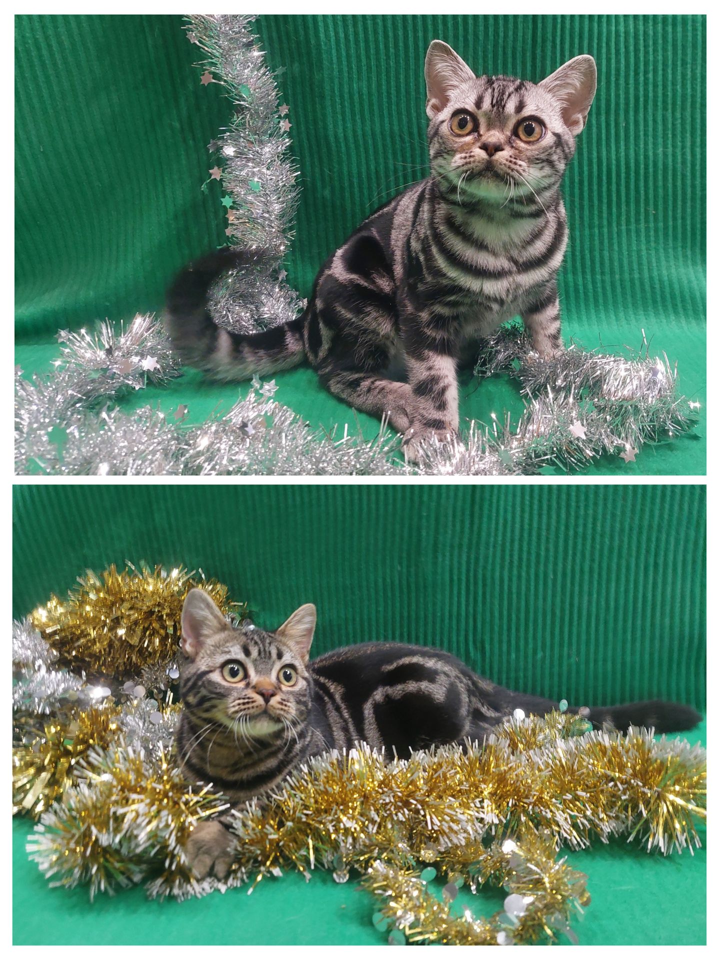 ДО НОВОРІЧНИХ свят знижки на Американских короткошерстних кошенят