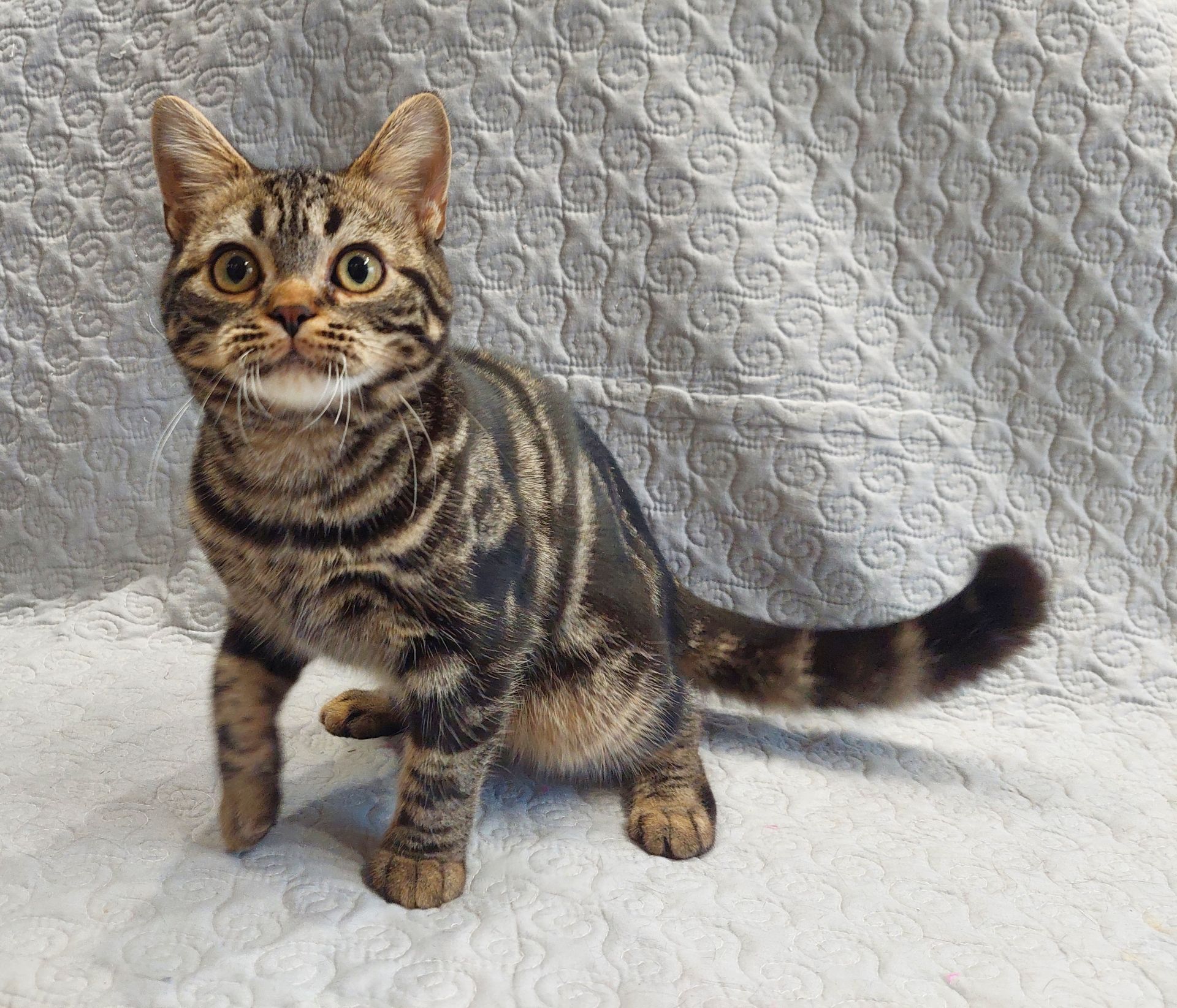 ДО НОВОРІЧНИХ свят знижки на Американских короткошерстних кошенят