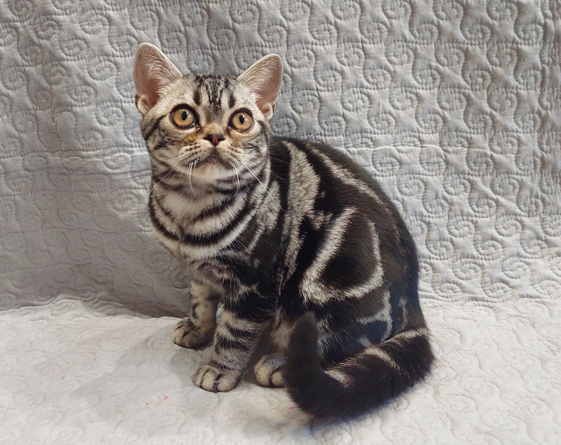 ДО НОВОРІЧНИХ свят знижки на Американских короткошерстних кошенят