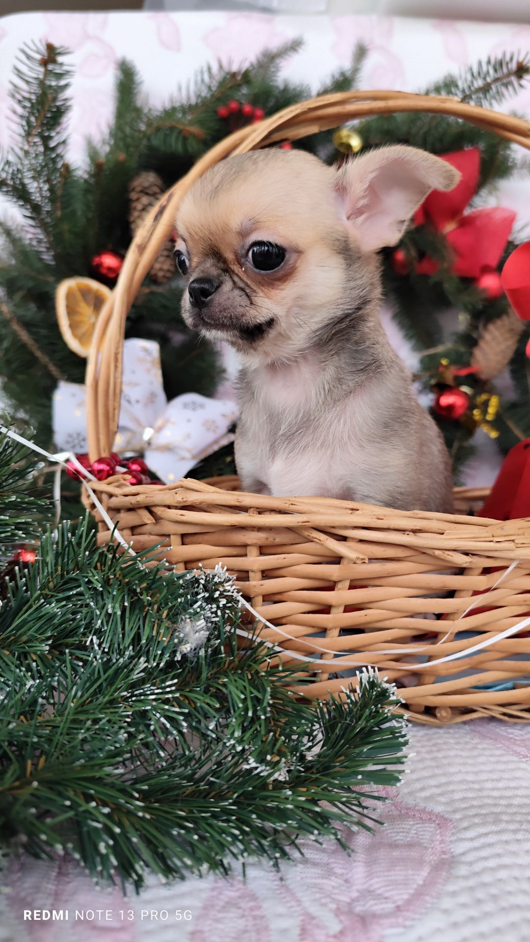 Міні дівчинка чихуахуа