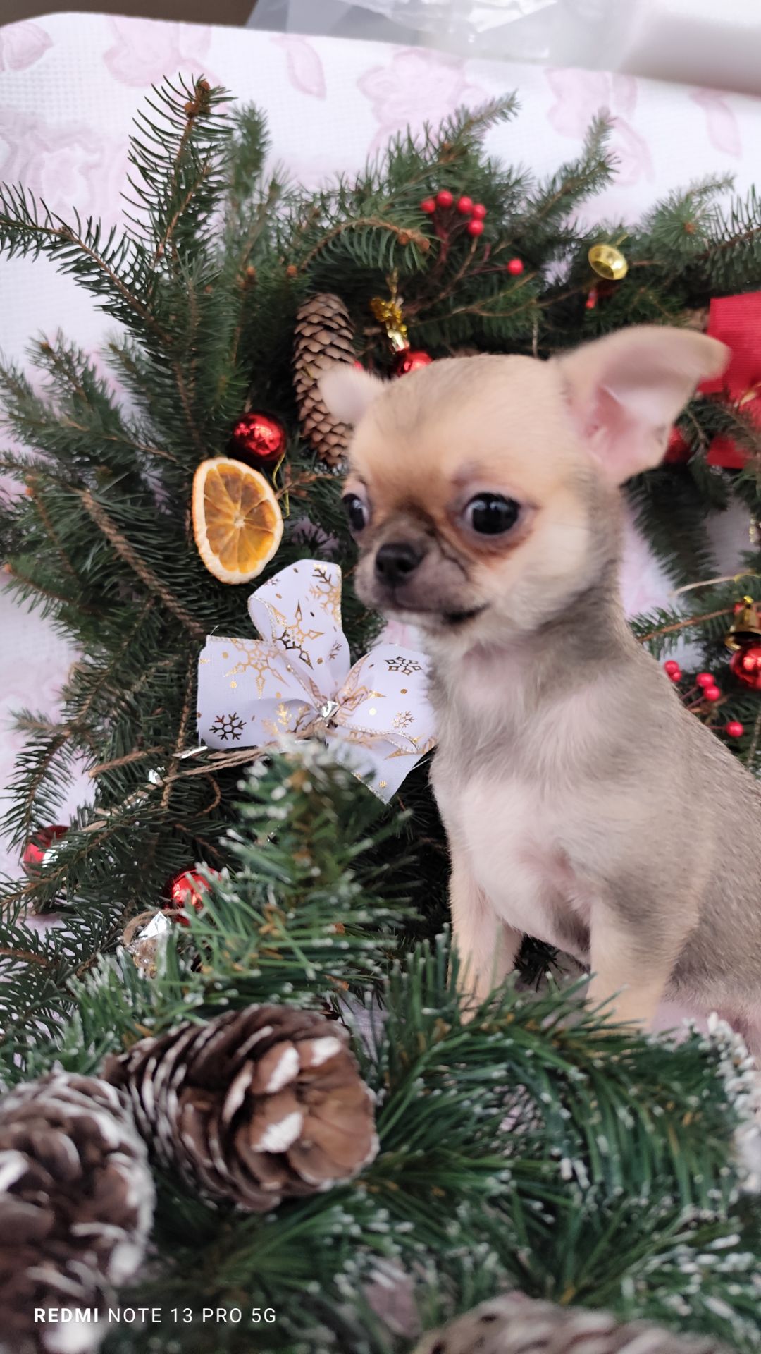 Міні дівчинка чихуахуа