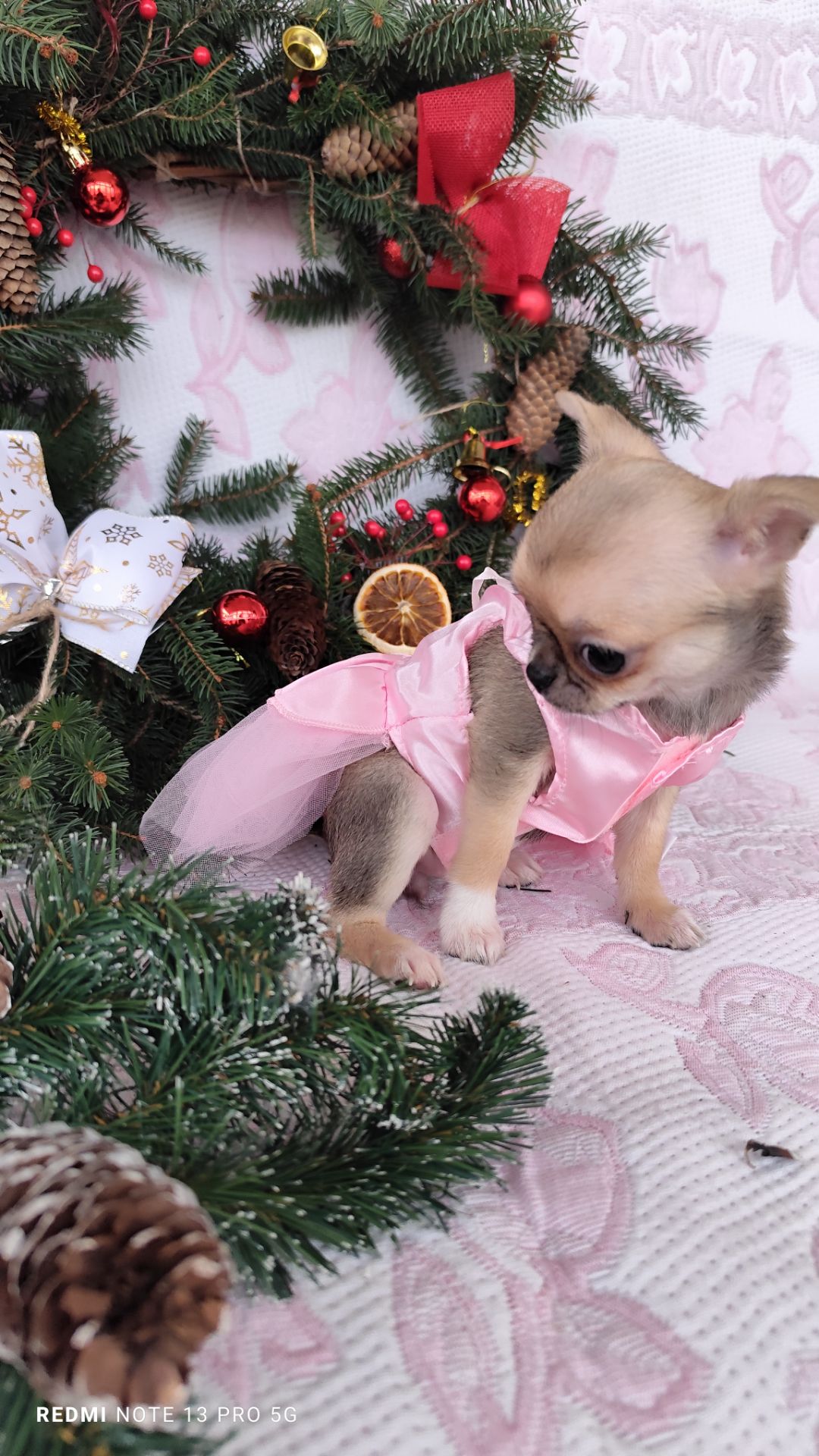 Міні дівчинка чихуахуа