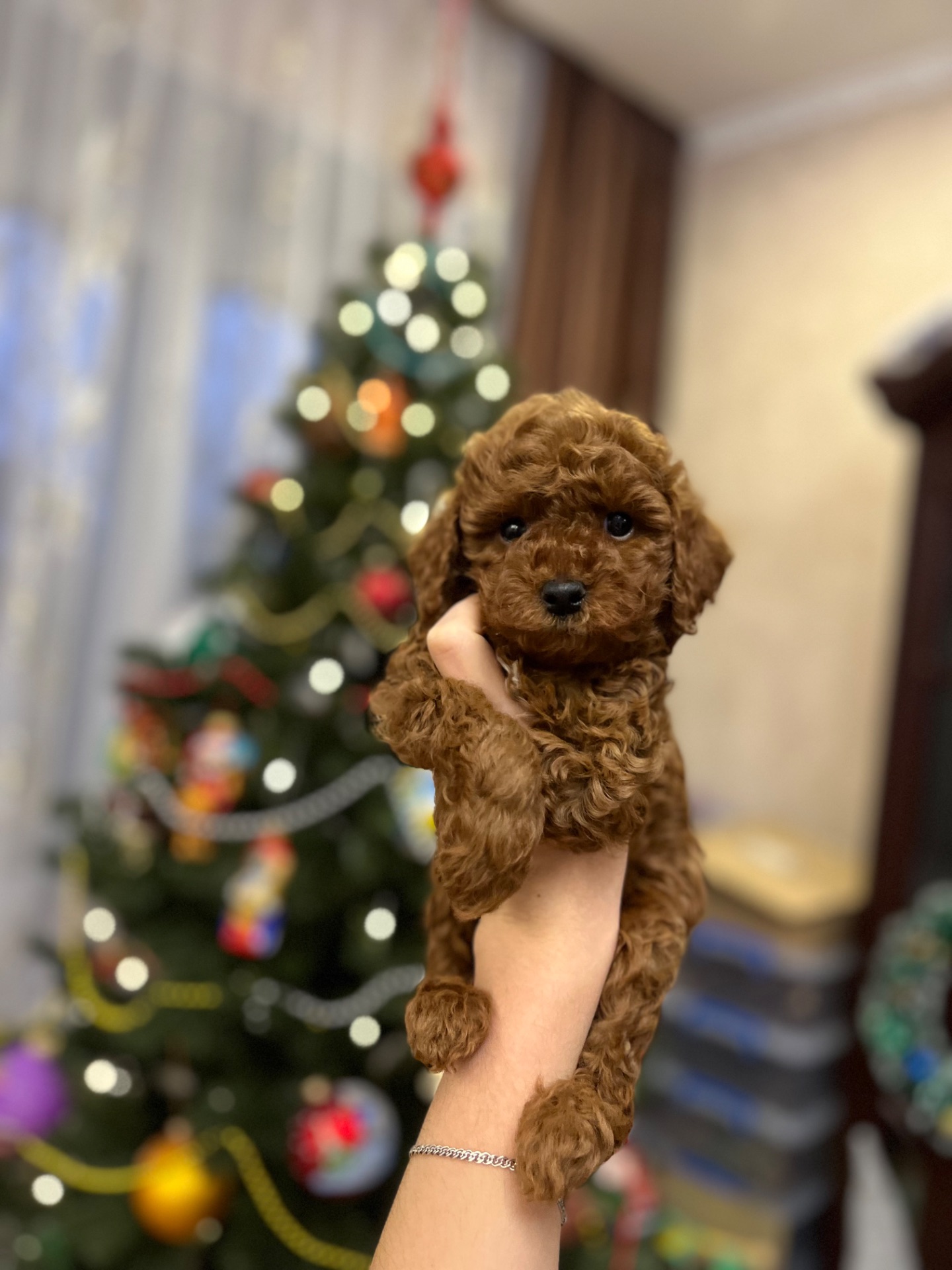 Хлопець пуделя той