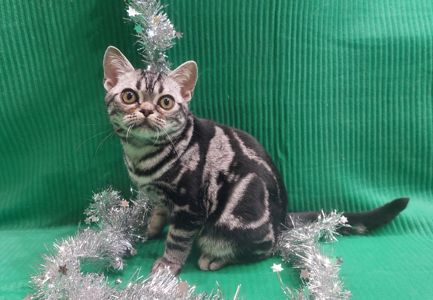 ДО НОВОРІЧНИХ свят знижки на Американских короткошерстних кошенят