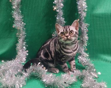 ДО НОВОРІЧНИХ свят знижки на Американских короткошерстних кошенят