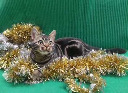 ДО НОВОРІЧНИХ свят знижки на Американских короткошерстних кошенят