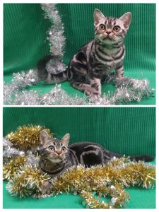 ДО НОВОРІЧНИХ свят знижки на Американских короткошерстних кошенят