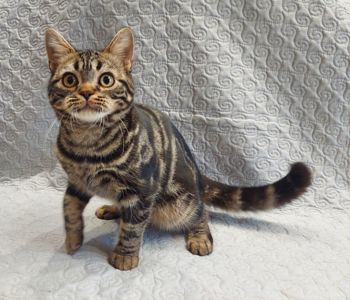 ДО НОВОРІЧНИХ свят знижки на Американских короткошерстних кошенят