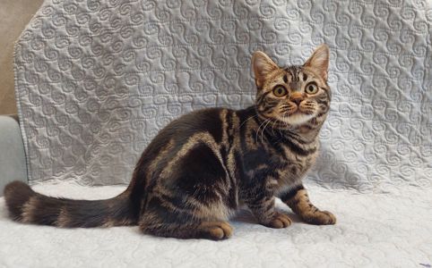 ДО НОВОРІЧНИХ свят знижки на Американских короткошерстних кошенят