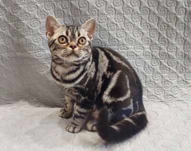 ДО НОВОРІЧНИХ свят знижки на Американских короткошерстних кошенят