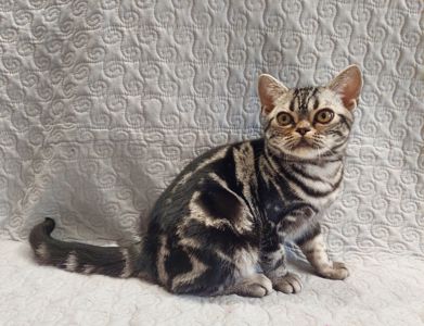 ДО НОВОРІЧНИХ свят знижки на Американских короткошерстних кошенят