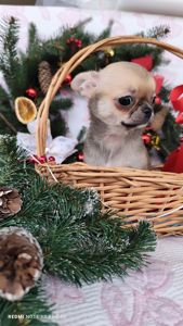 Міні дівчинка чихуахуа