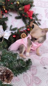 Міні дівчинка чихуахуа