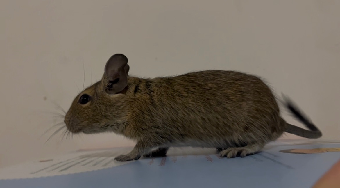 Дегу ( самці коричневі)