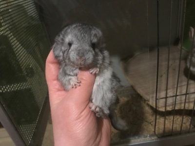 Хлопчик шиншила хутровий стандарт носій німецького фіолету