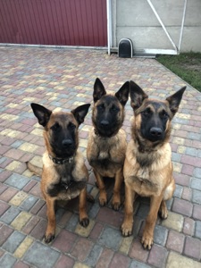 Цуценята Малінуа