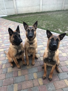 Цуценята Малінуа