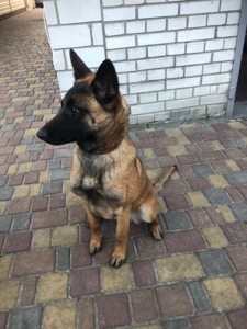 Цуценята Малінуа