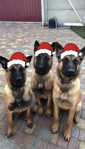 Цуценята Малінуа