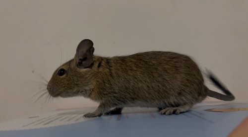 Дегу ( самці коричневі)