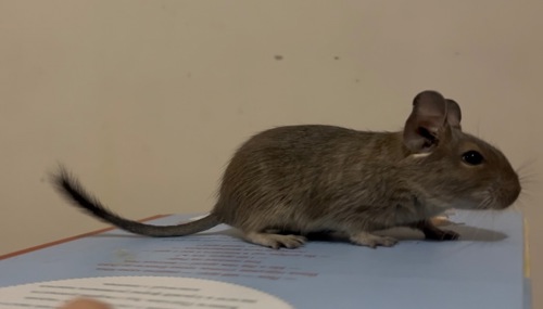 Дегу (самка сіра)