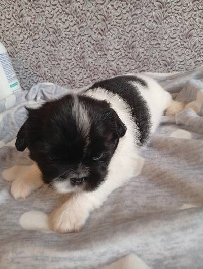 цуценята пекінесики