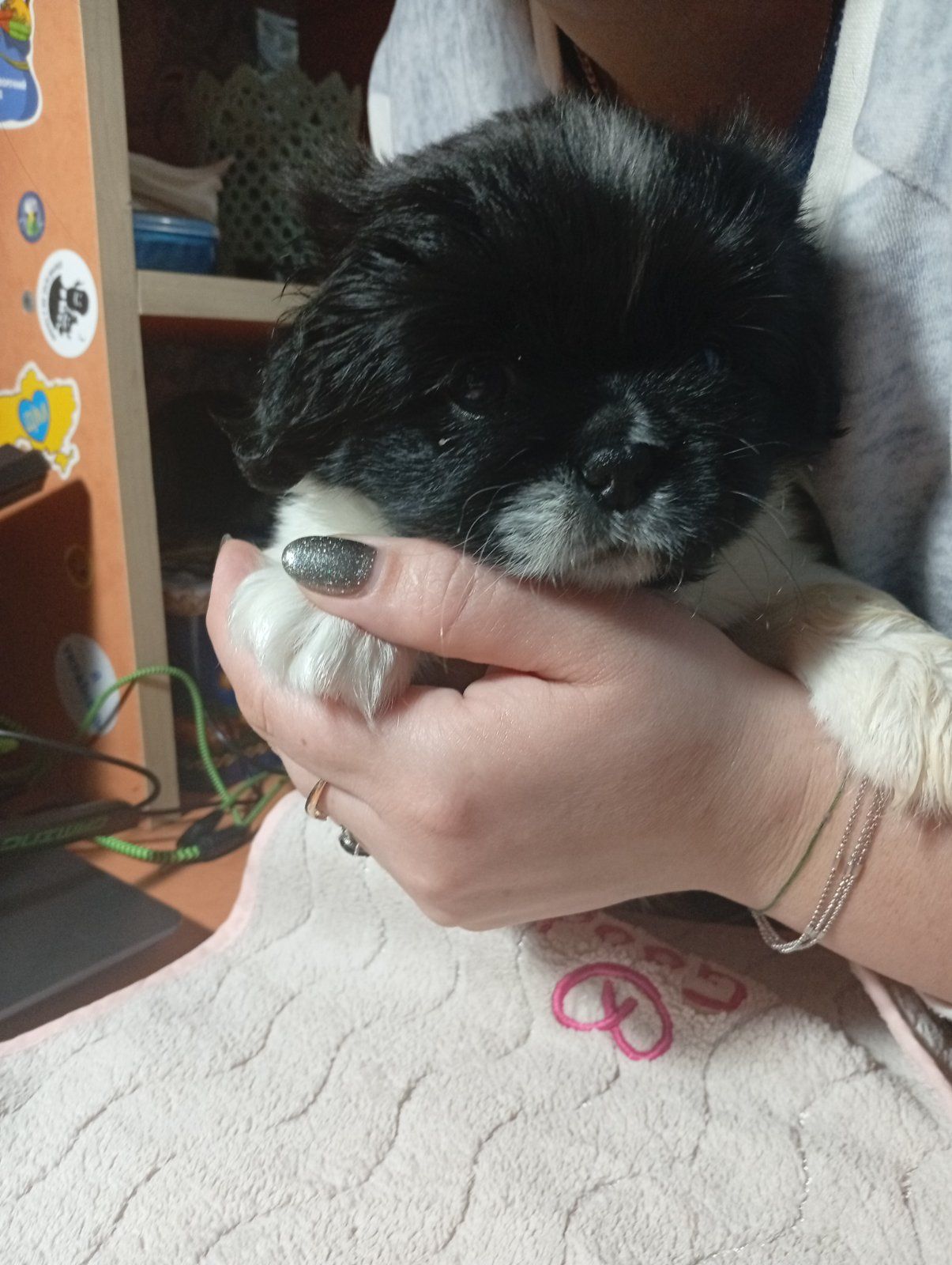 цуценята пекінесики