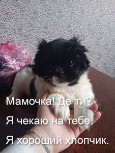 цуценята пекінесики