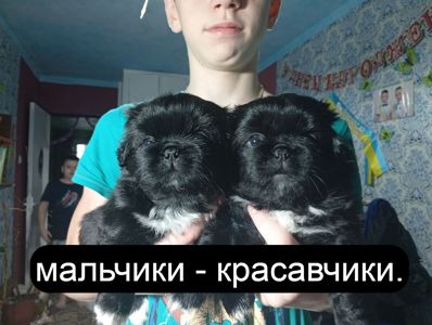 цуценята пекінесики