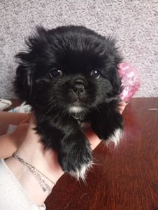 цуценята пекінесики