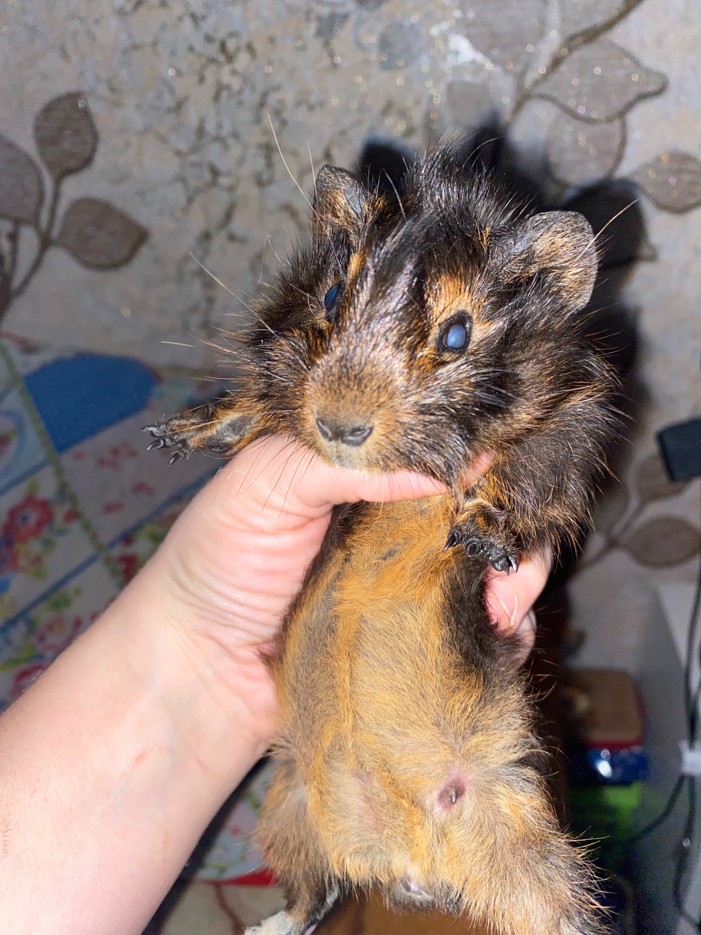 Продам морську свинку