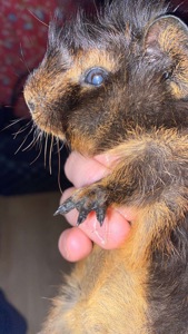 Продам морську свинку