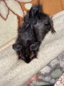 Продам морську свинку