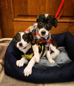 Міні собачки в добрі руки!