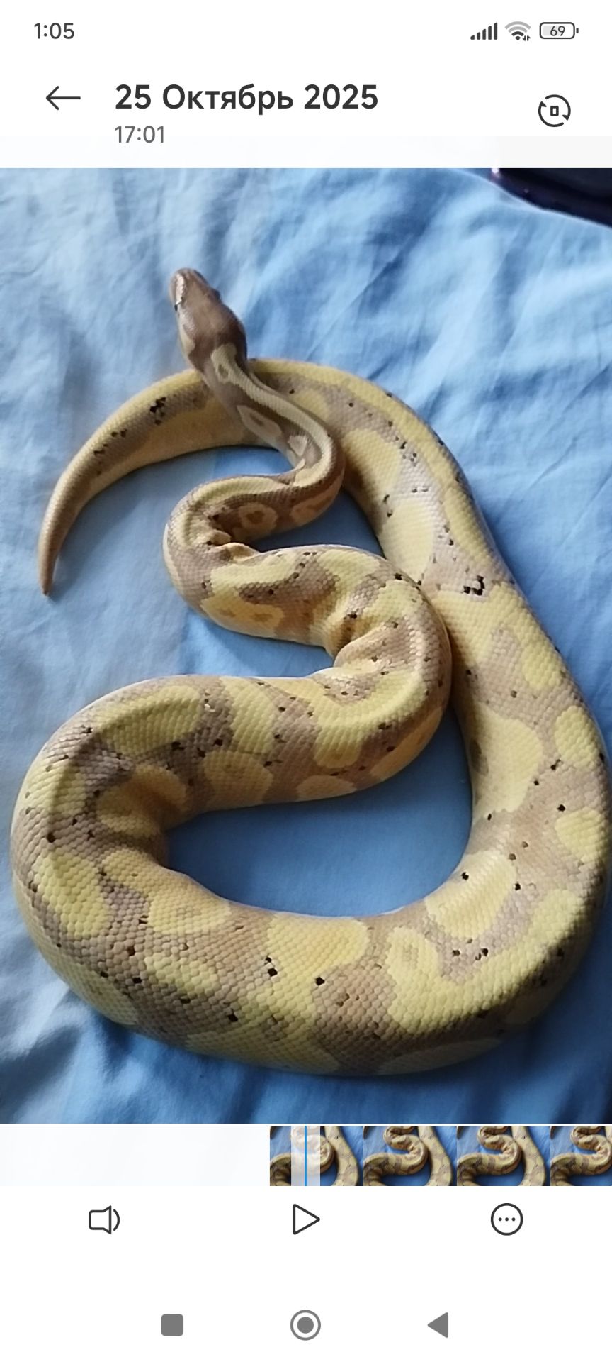 Королевский питон