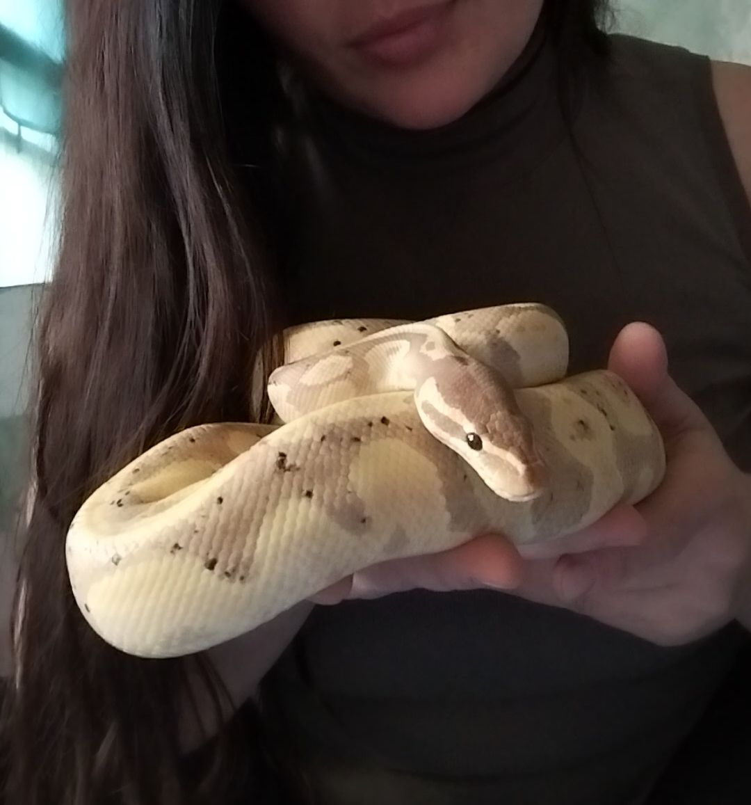 Королевский питон