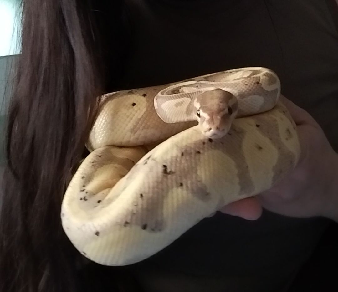 Королевский питон