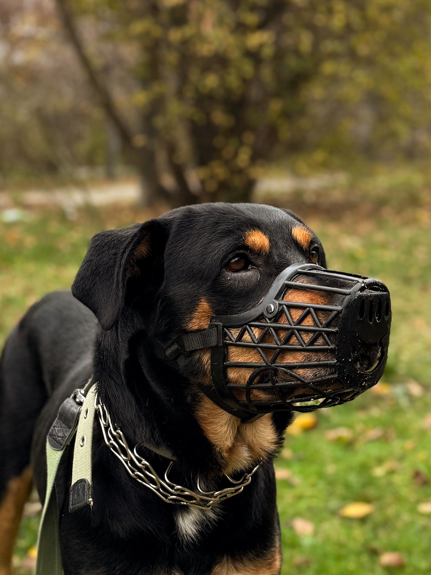 Ротвейлер безкоштовно