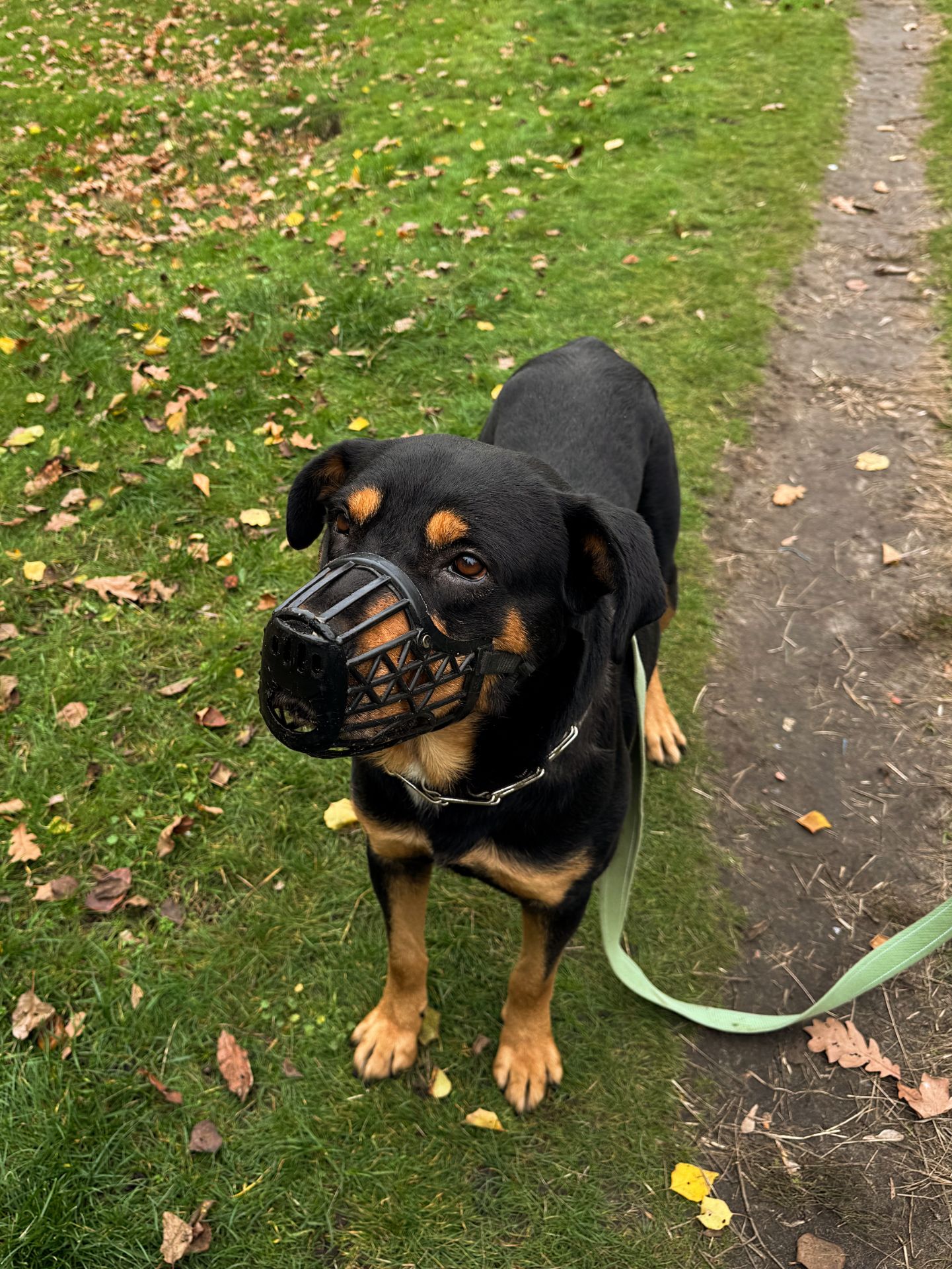 Ротвейлер безкоштовно