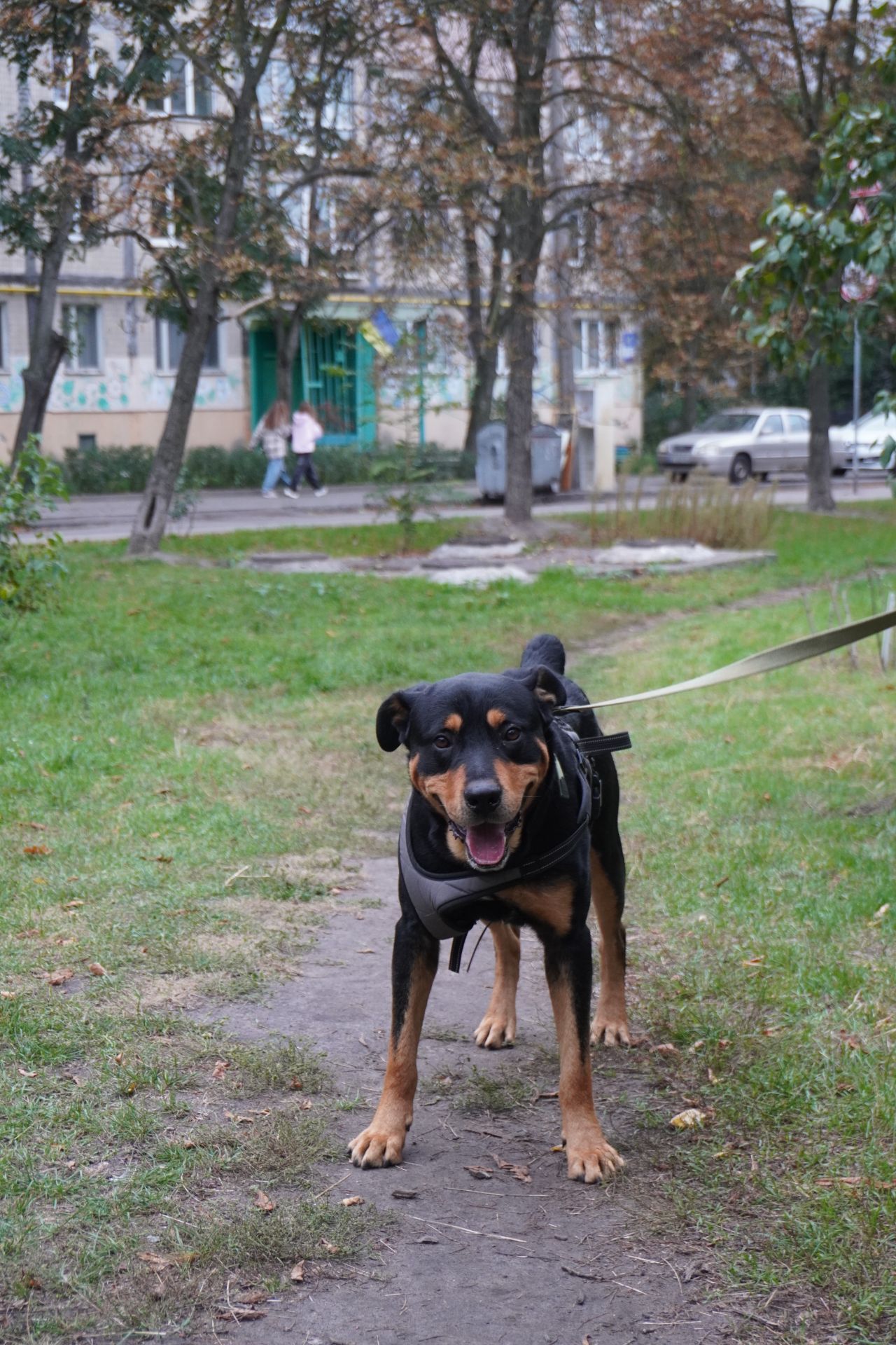 Ротвейлер безкоштовно