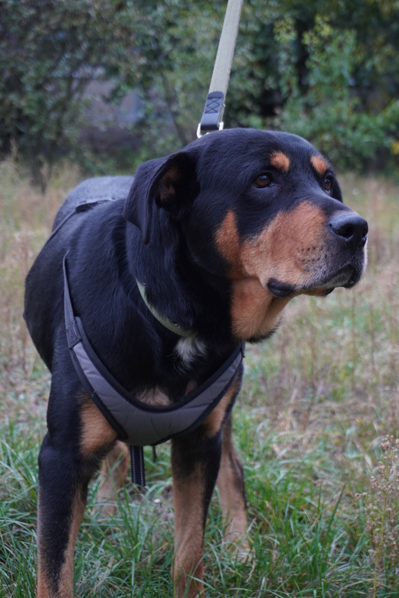 Ротвейлер безкоштовно