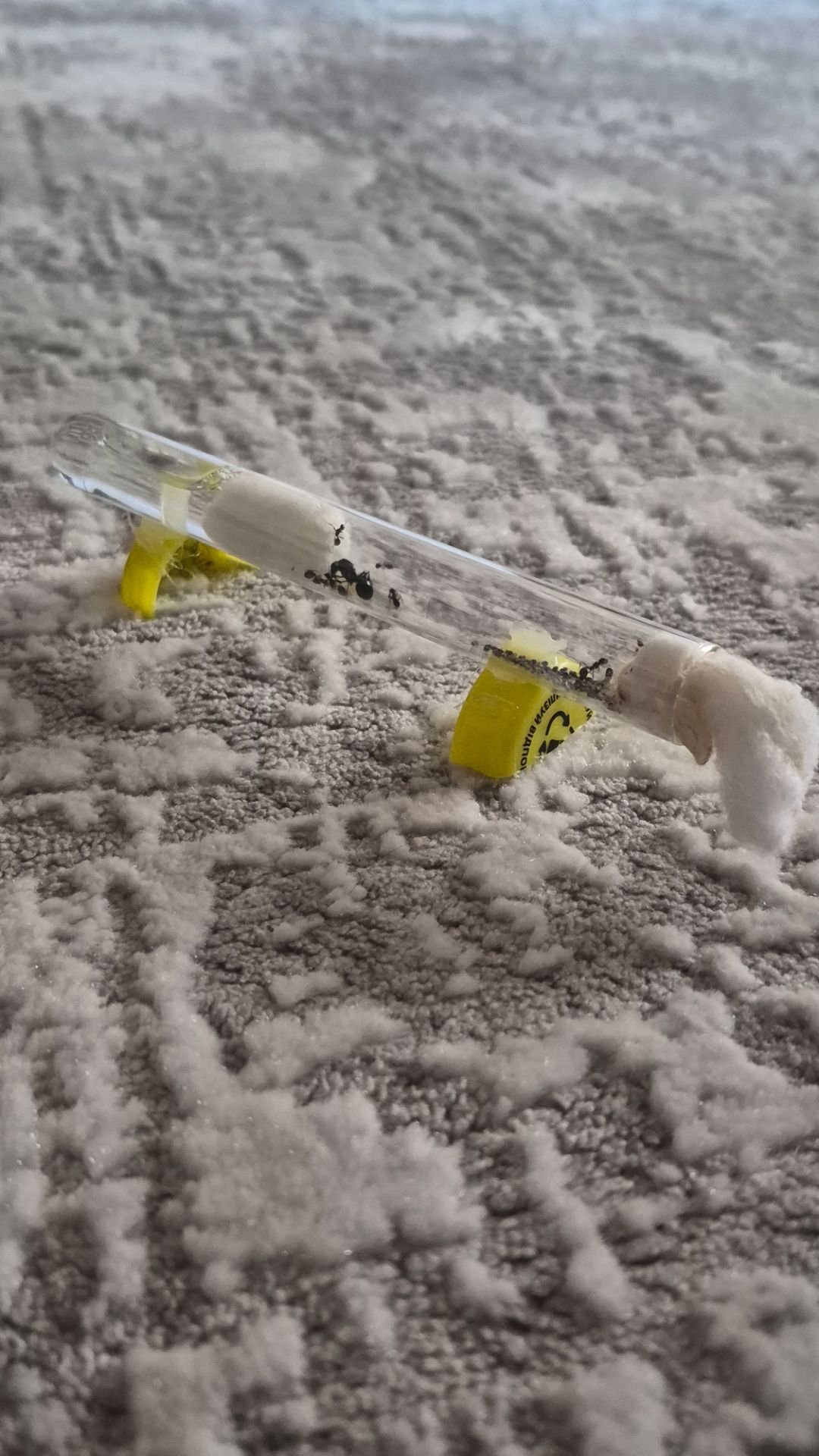 Муравьи вид Мессор структор