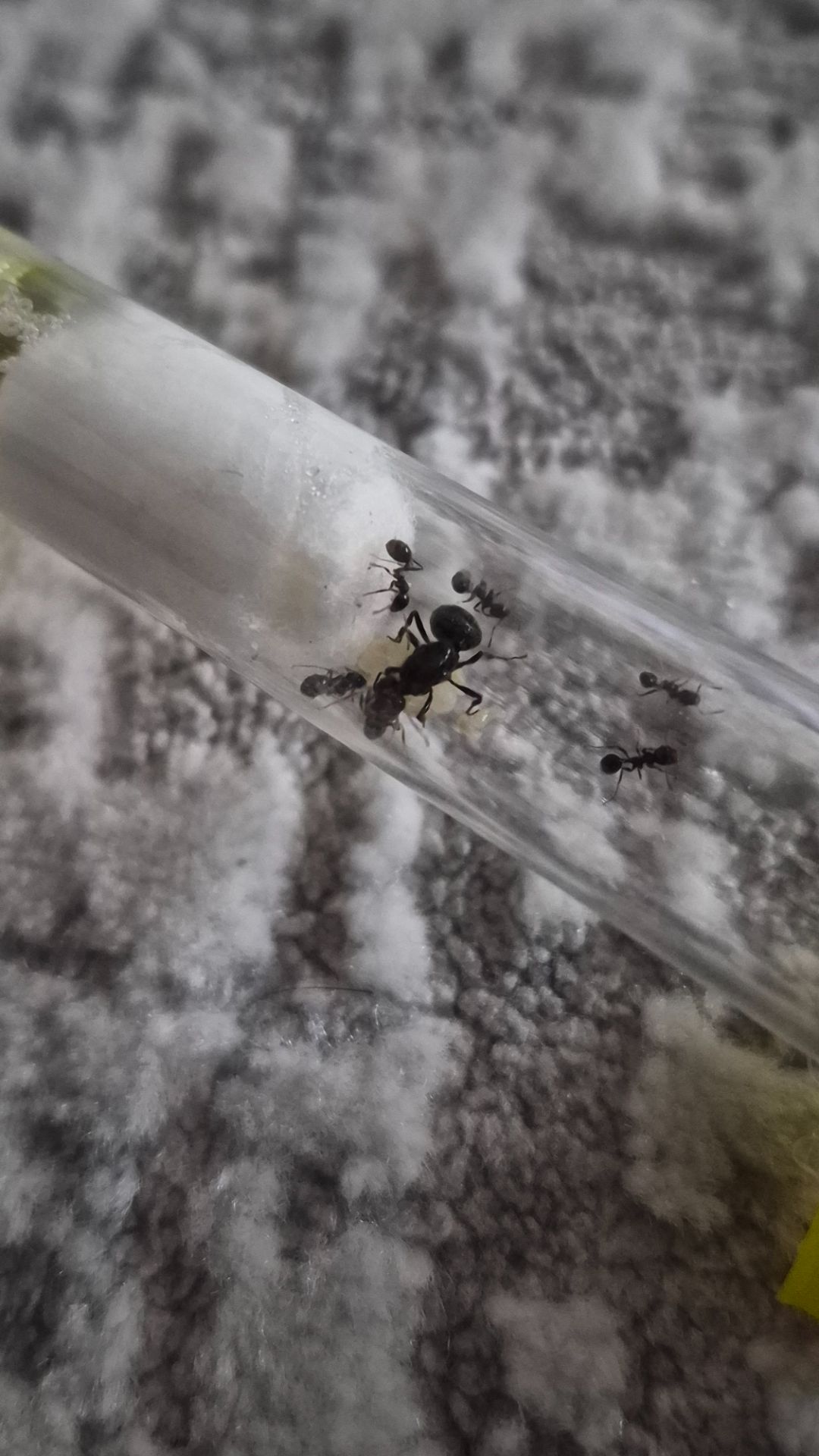 Муравьи вид Мессор структор