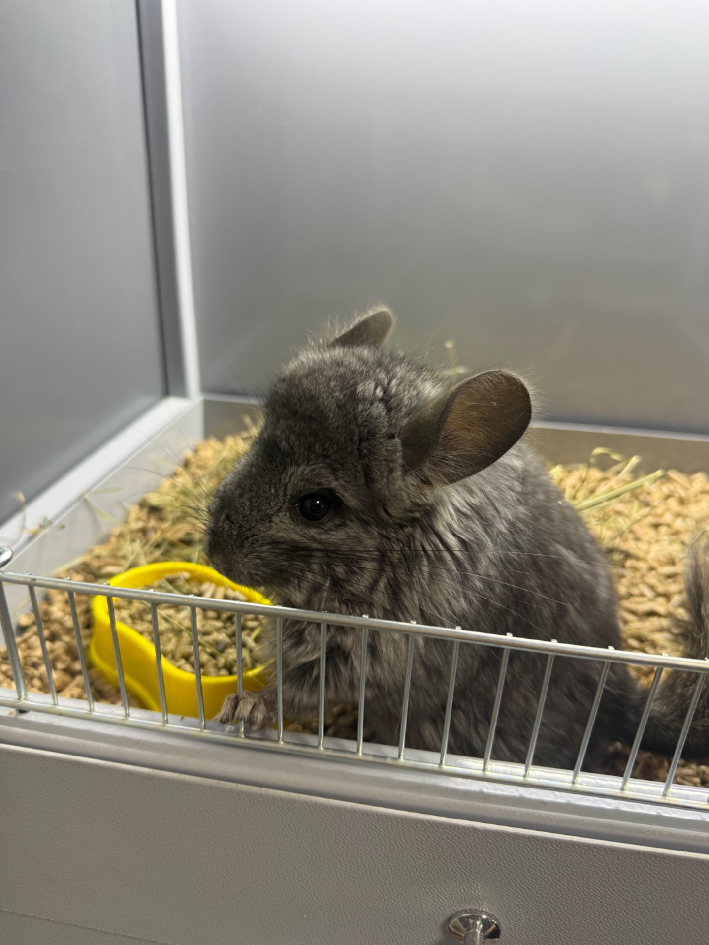 Шиншила хлопчики сірі, бежеві, шоколадні