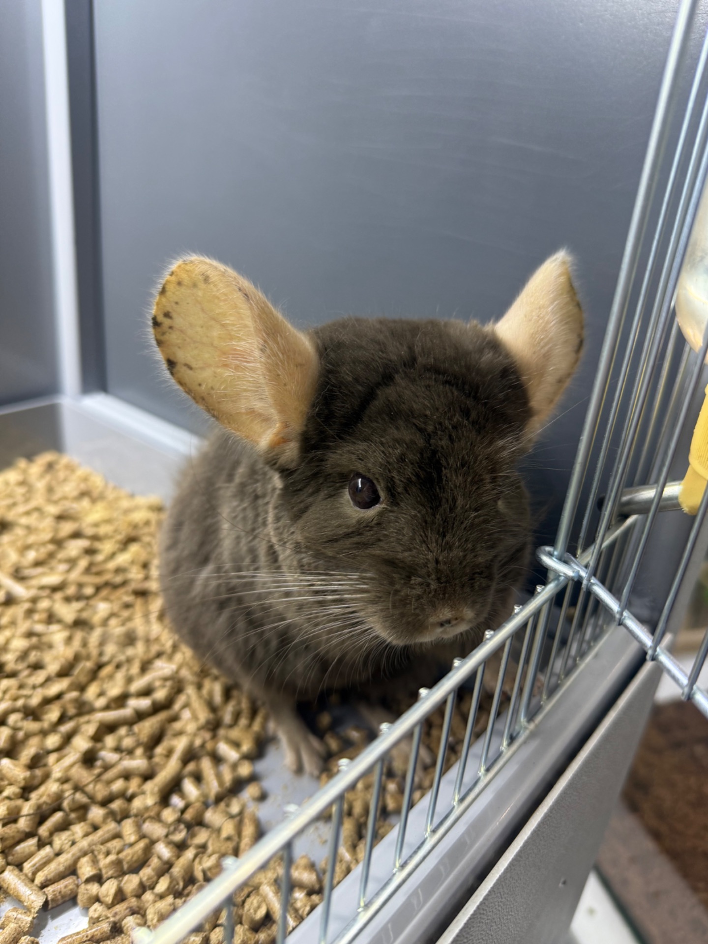 Шиншила хлопчики сірі, бежеві, шоколадні