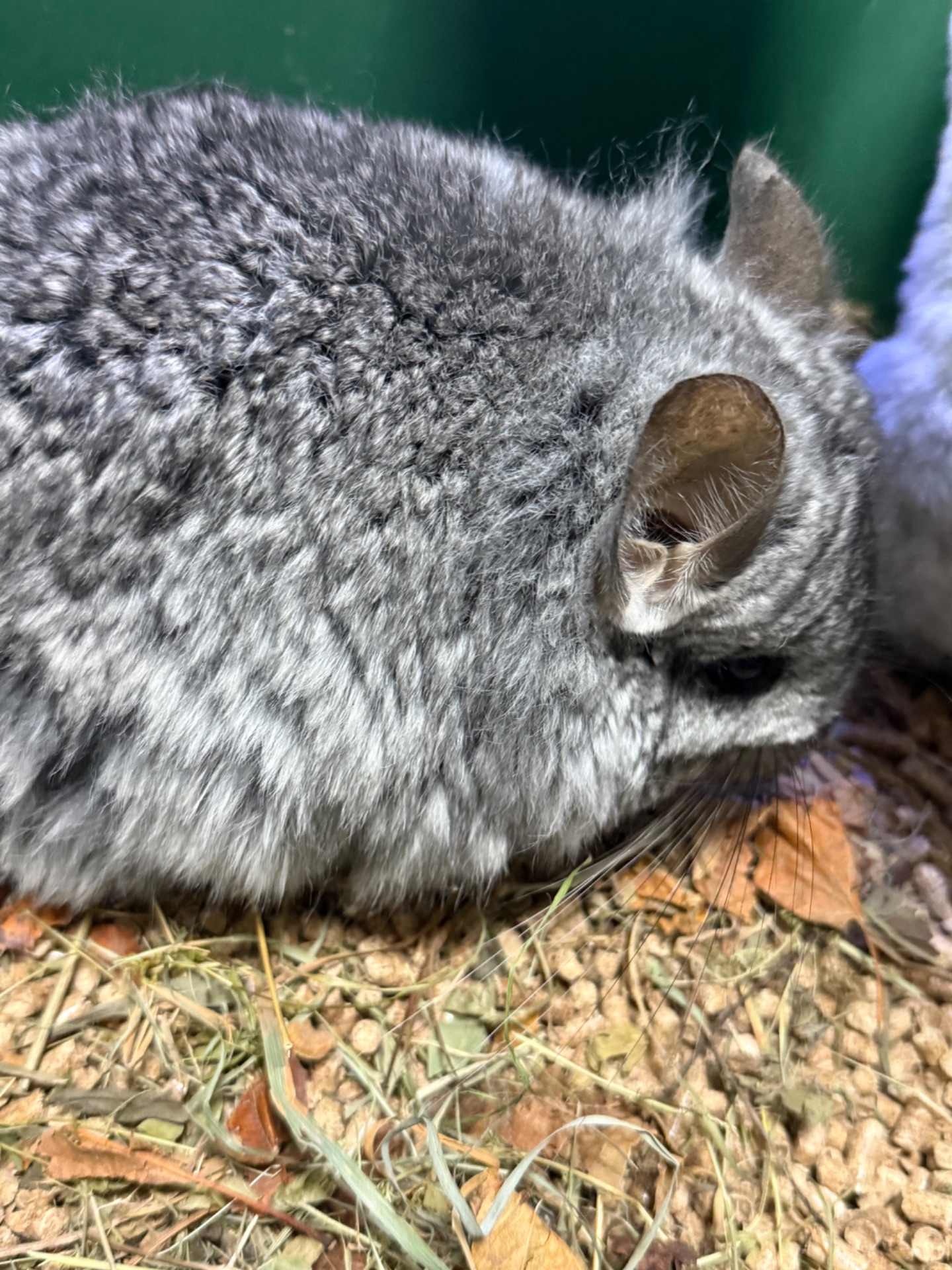Шиншила хлопчики сірі, бежеві, шоколадні