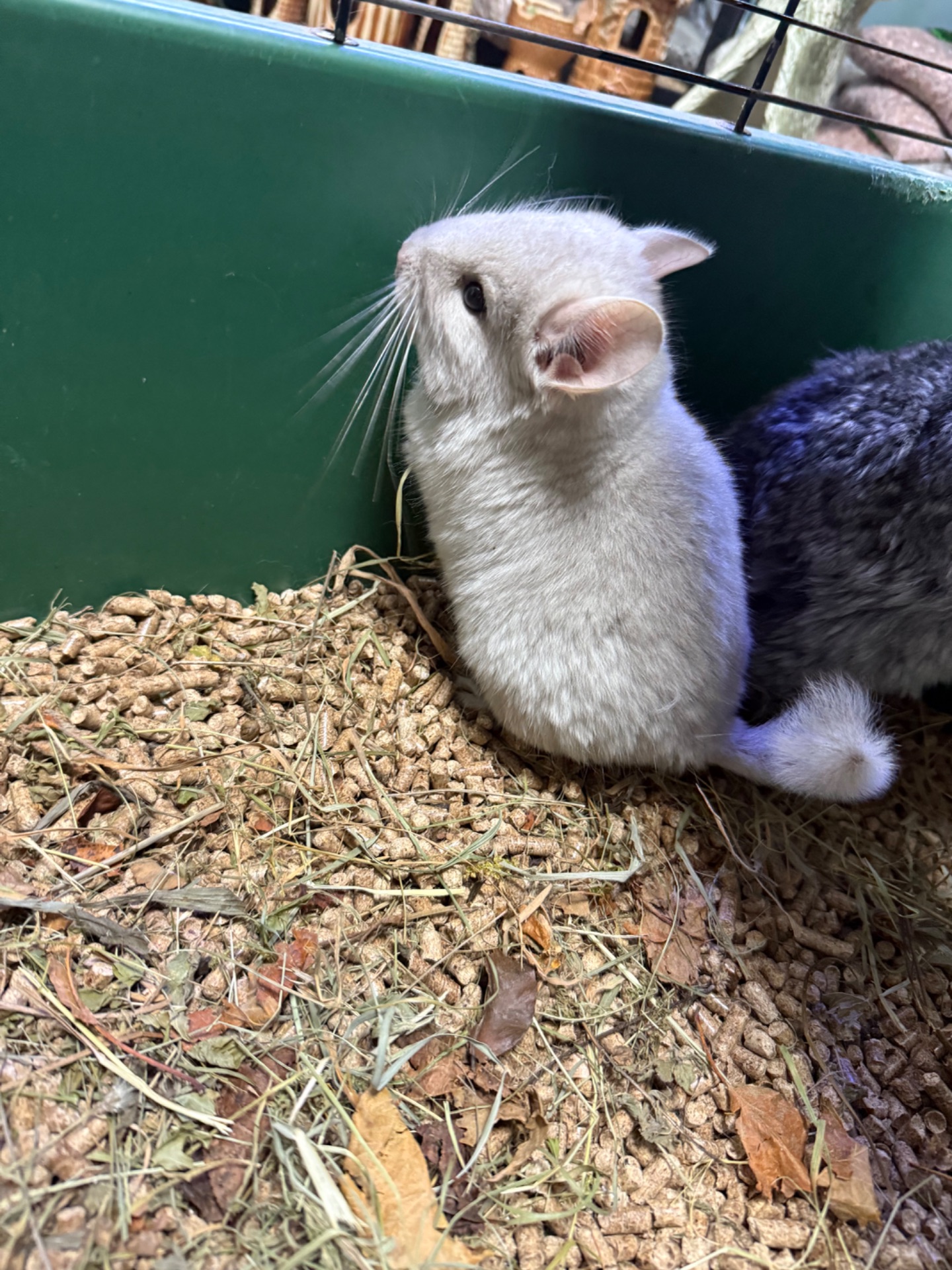 Шиншила хлопчики сірі, бежеві, шоколадні