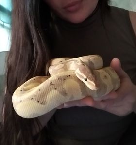 Королевский питон