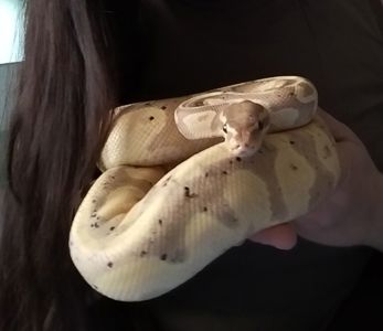 Королевский питон