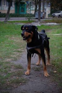 Ротвейлер безкоштовно